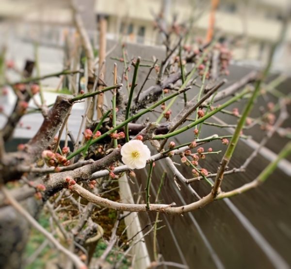開花✨