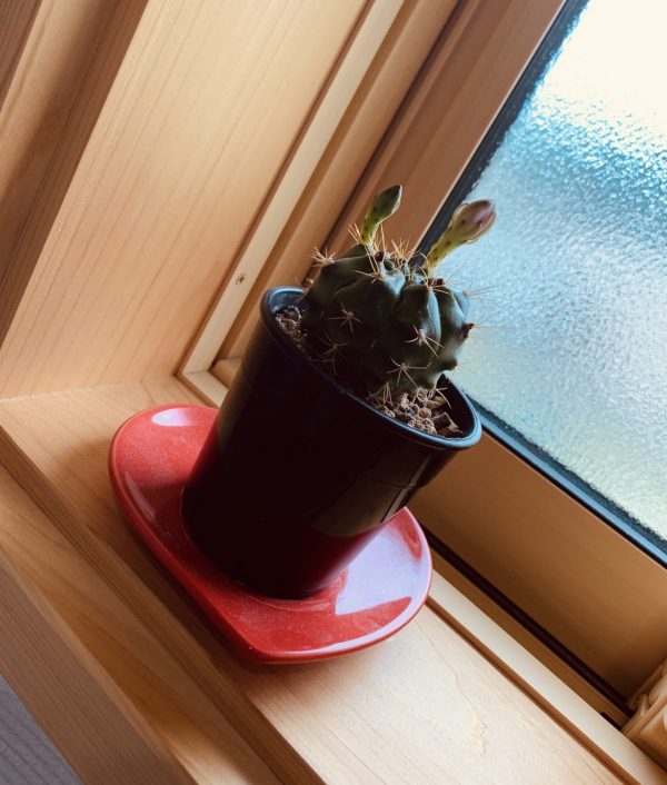 サボテン🌵-2