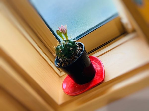 サボテン🌵-3