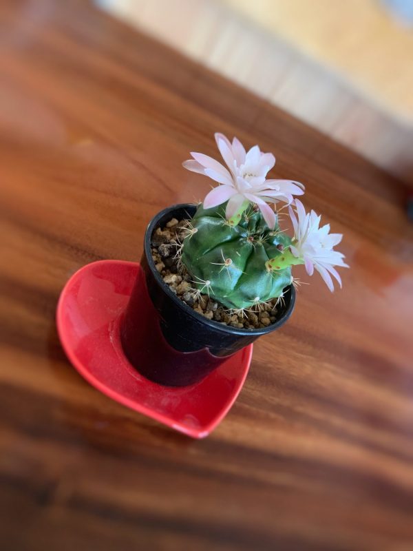 サボテン😋