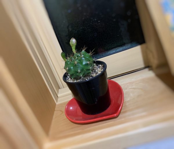 サボテン🌵