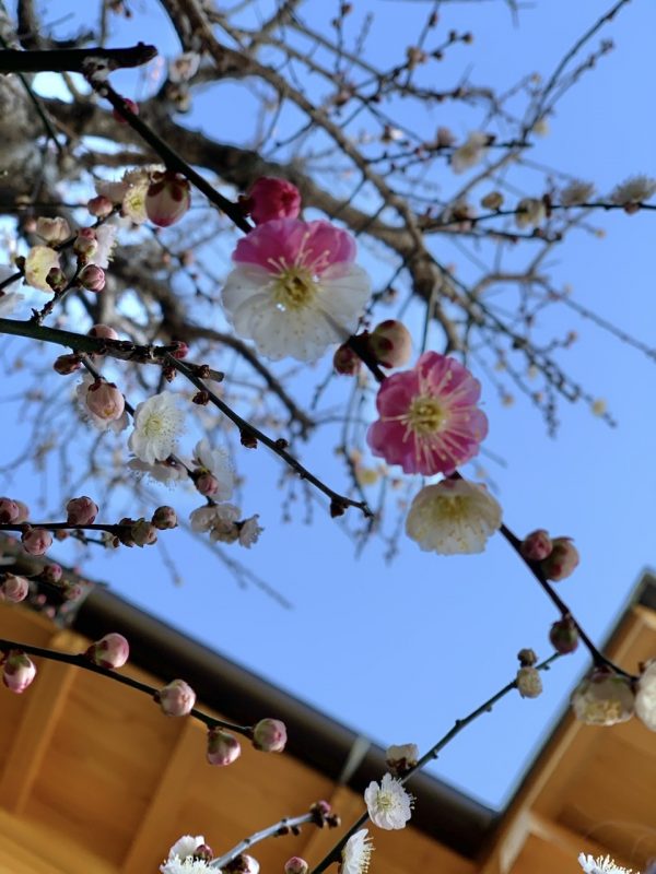 思いのまま🌸